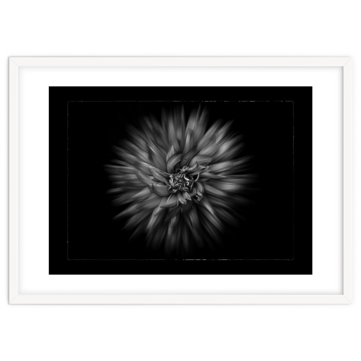 Backyard Flowers In Black And White No 20 Flow Version with Border