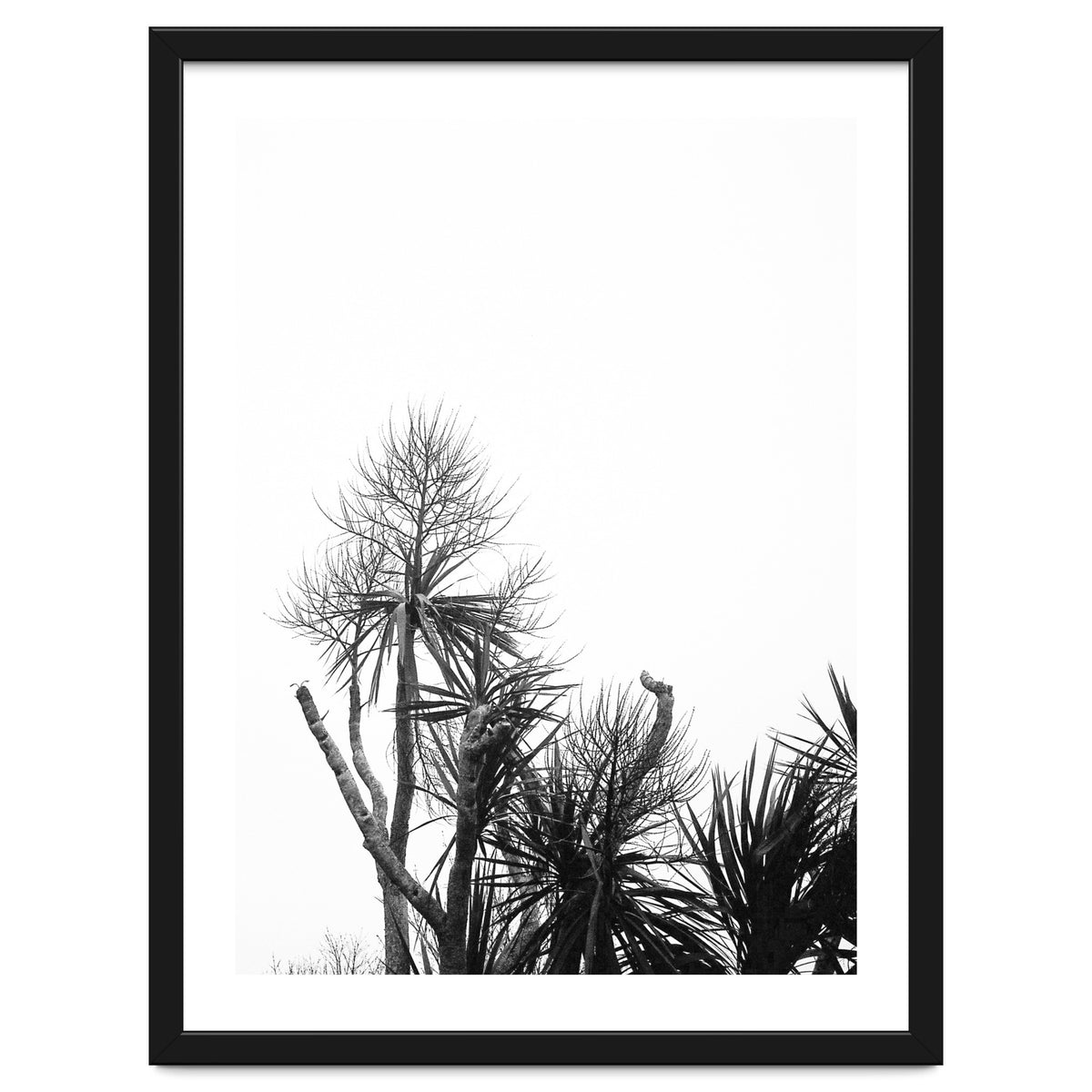 Miminalist Palm