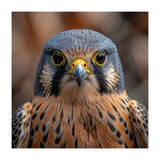 Close Up Kestrel Falcon Bird Portrait Majestic (Print Only) thumbnail