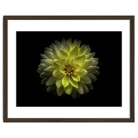 Backyard Flowers No 128 Color Version