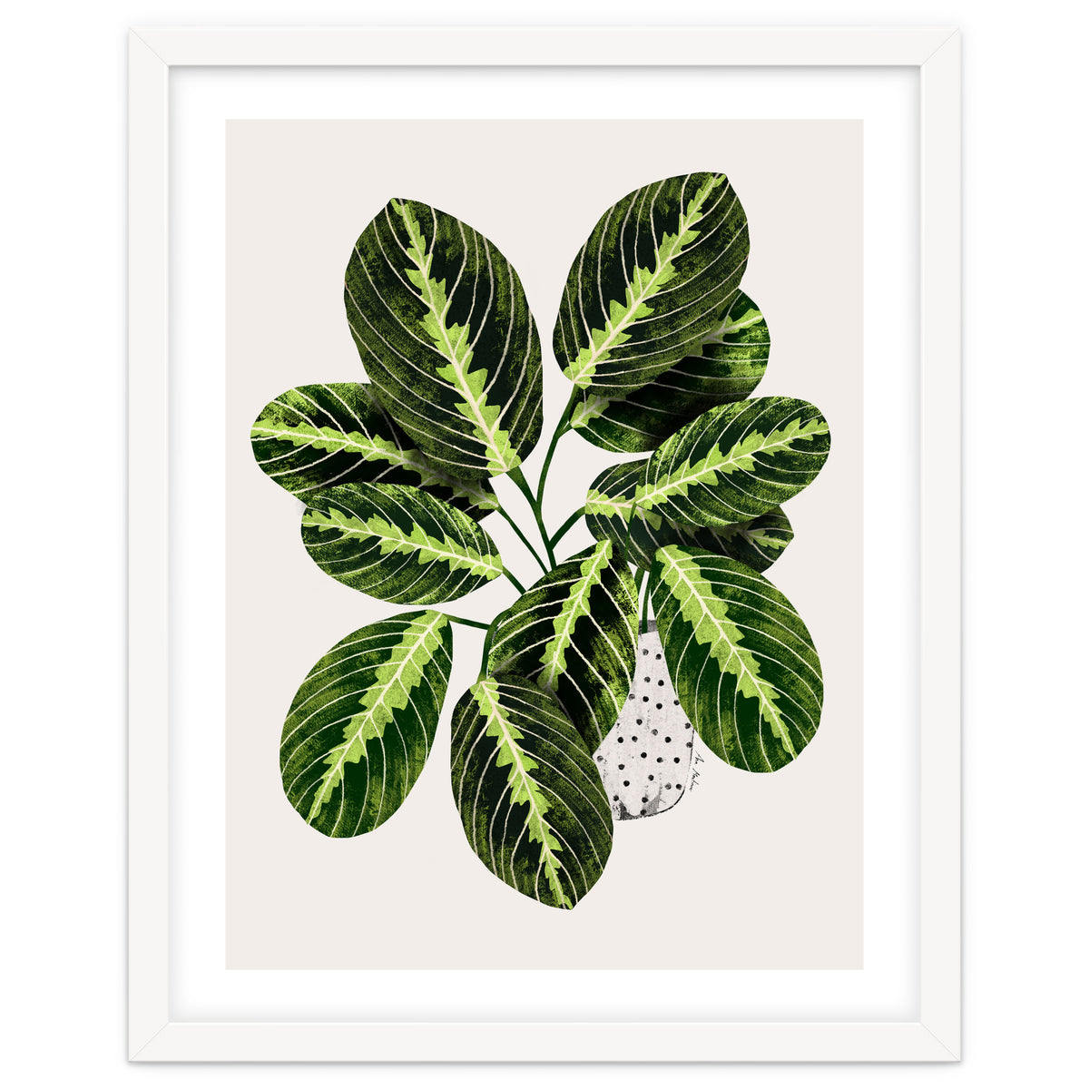 Maranta Plant