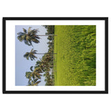 The Paddy Fields of Kerala, South India thumbnail