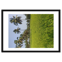 The Paddy Fields of Kerala, South India