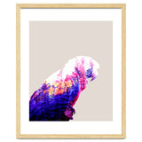 Macaw thumbnail