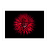 Backyard Flowers No 45 Color Flow Version (Print Only) thumbnail