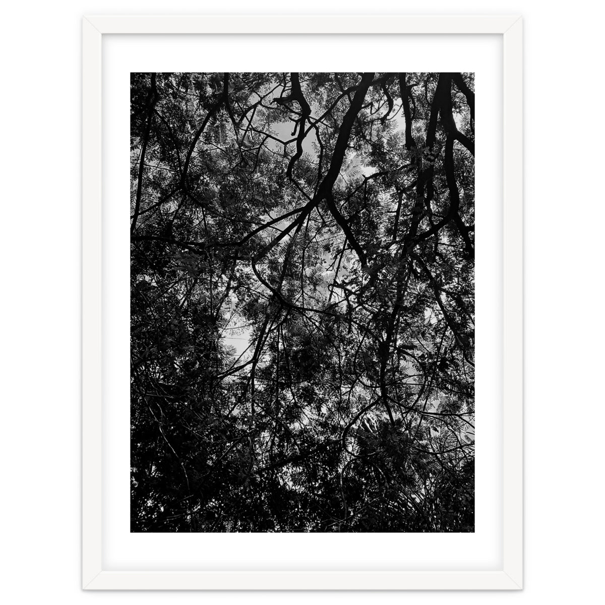 Tree From Below Black Silhouette