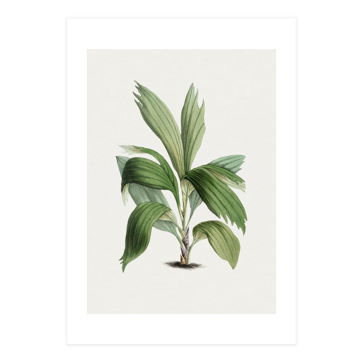Areca Palm (Hand Drawn Botanical Illustration) (Print Only)