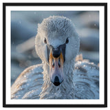 Close Up Of A Swan In Frost Winter Bird Close Up thumbnail