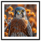 Close Up Of A Kestrel Bird Of Prey thumbnail