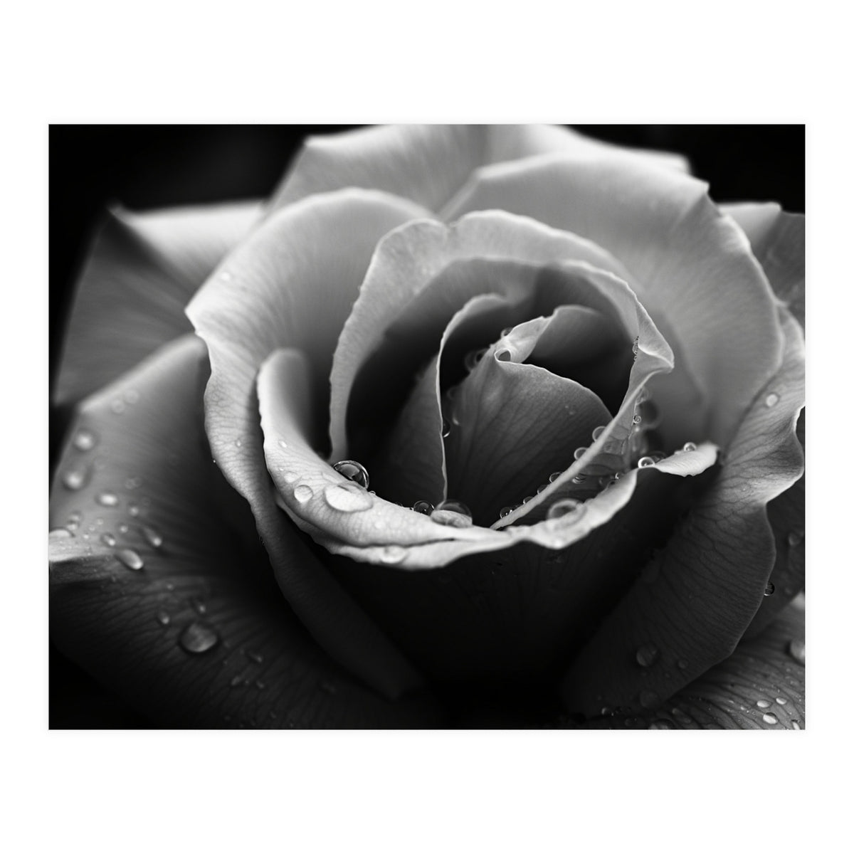 Ethereal Monochromatic Rose Petal Macro (Print Only)
