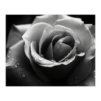 Ethereal Monochromatic Rose Petal Macro (Print Only)