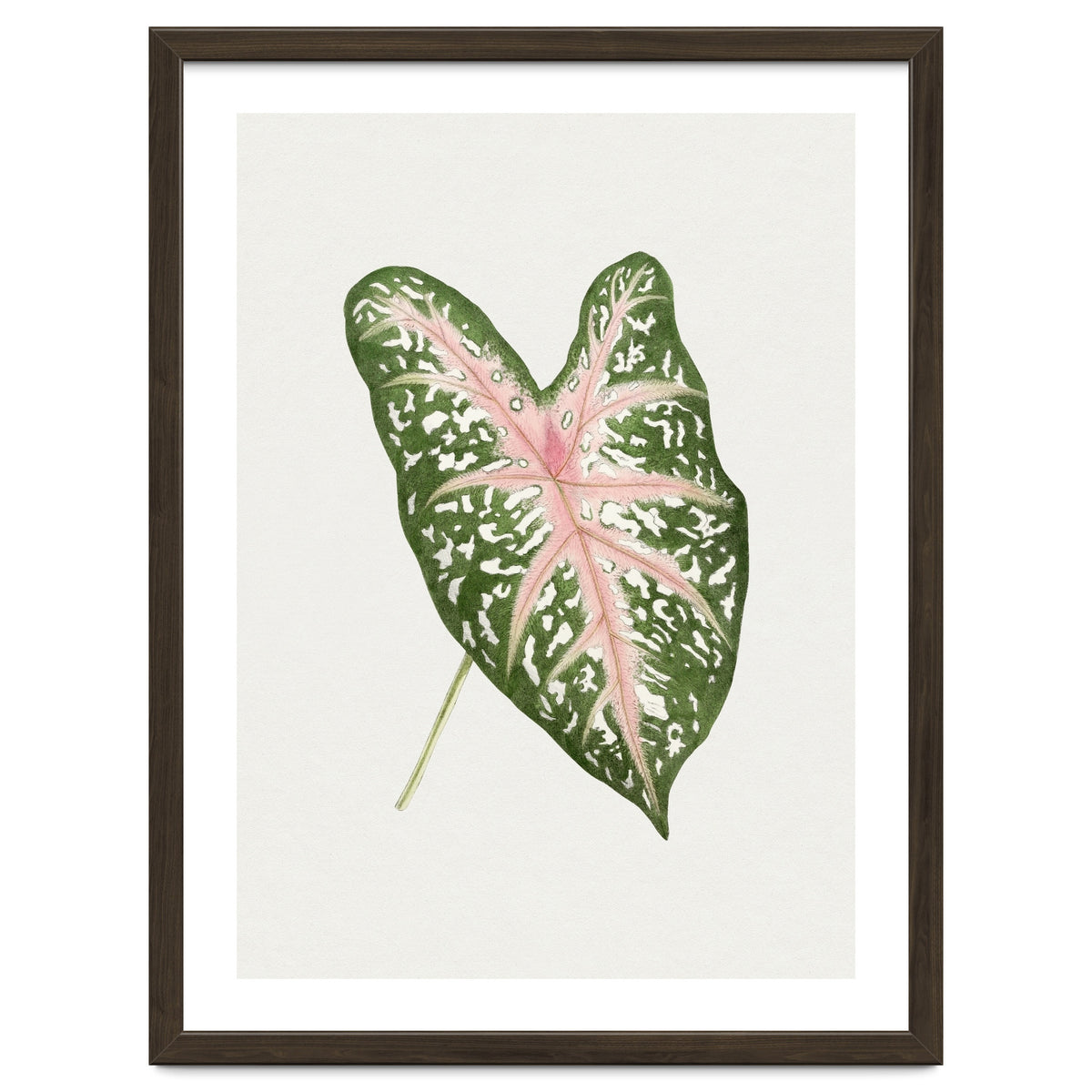 Caladium ‘Carolyn Whorton’ Leaf (Hand Drawn Illustration)