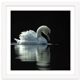 Elegant Swan Floating Gracefully On Dark Water thumbnail