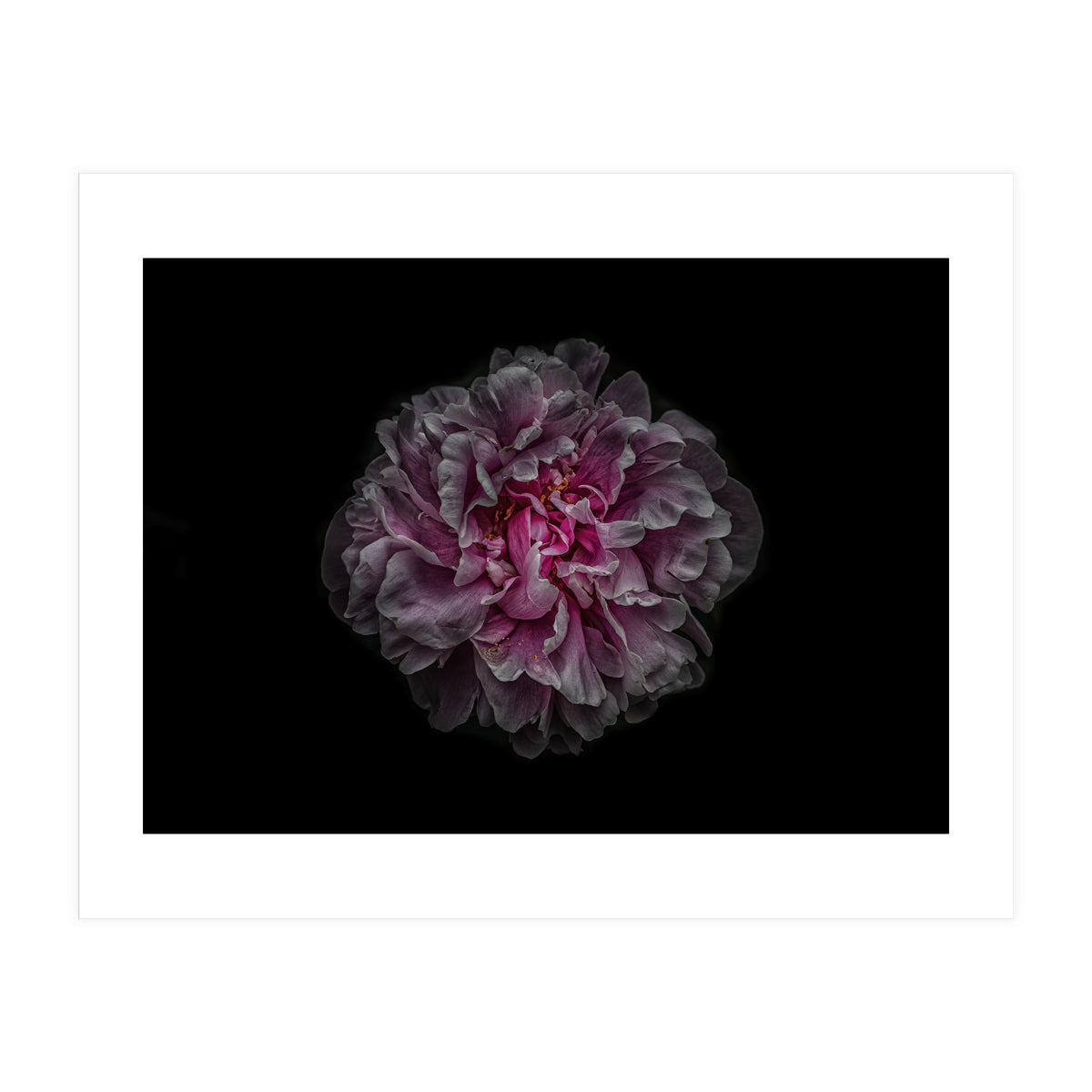 Backyard Flowers No 116 Color Version (Print Only)