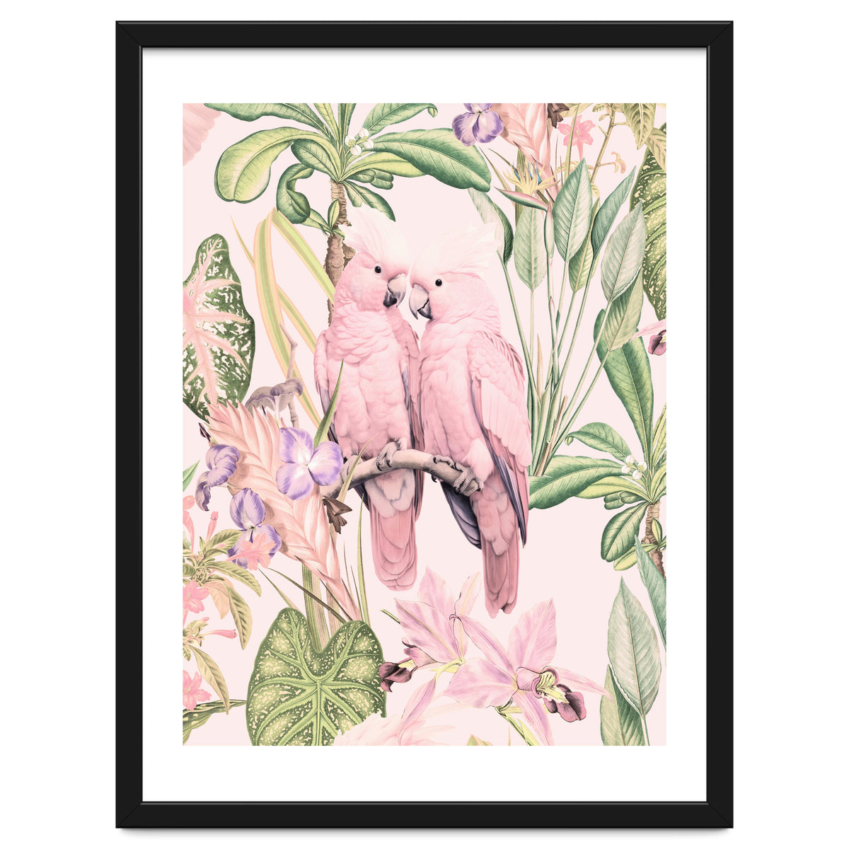 Pink Cockatoos in Love