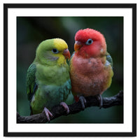 Two Lovebirds Sitting Together On A Branch