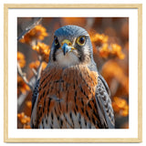 Close Up Of A Kestrel Bird Of Prey thumbnail