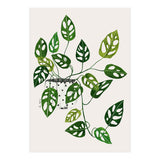 Monstera Obliqua Plant (Print Only) thumbnail