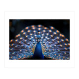 Close Up Peacock Showing Its Beautiful Feathers (Print Only) thumbnail