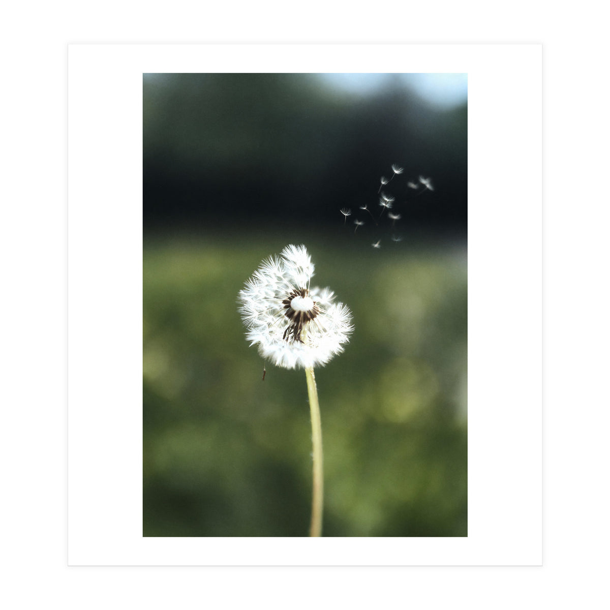 Dandelion Wish Photography (Print Only)