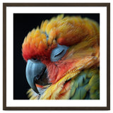 Close Up Of A Sleeping Sun Conure Parrot thumbnail