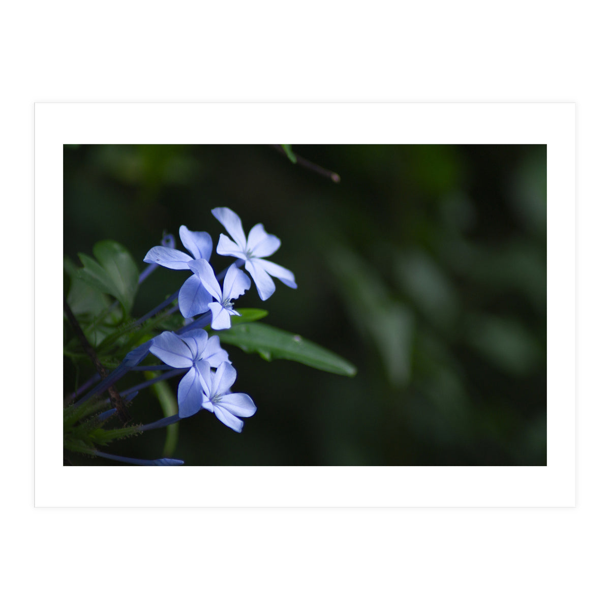 BLOSSOM. (Print Only)