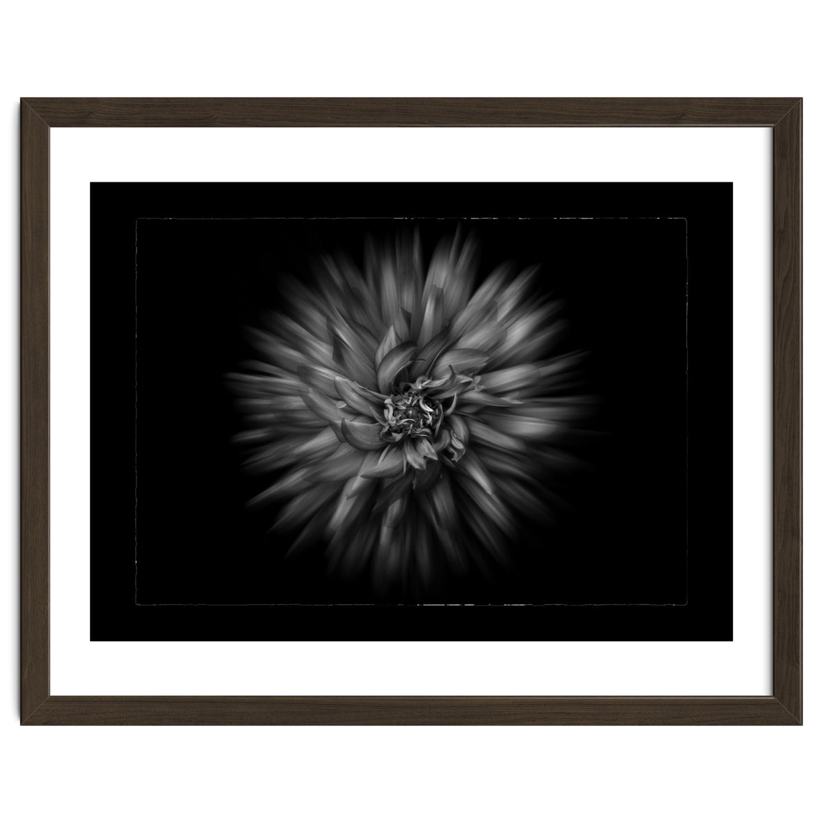 Backyard Flowers In Black And White No 20 Flow Version with Border