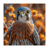 Close Up Of A Kestrel Bird Of Prey (Print Only) thumbnail