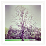 Tree Of Dreams thumbnail