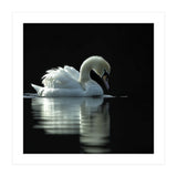 Elegant Swan Floating Gracefully On Dark Water (Print Only) thumbnail