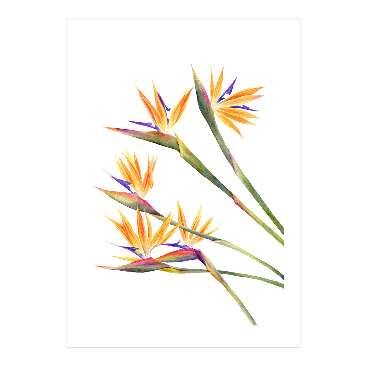 Strelitzien (Print Only)