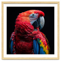 Scarlet Macaw Parrot Close Up Portrait