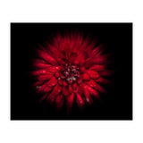 Backyard Flowers No 45 Color Flow Version (Print Only) thumbnail