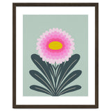 Chrysanthemum - turquoise and pink thumbnail