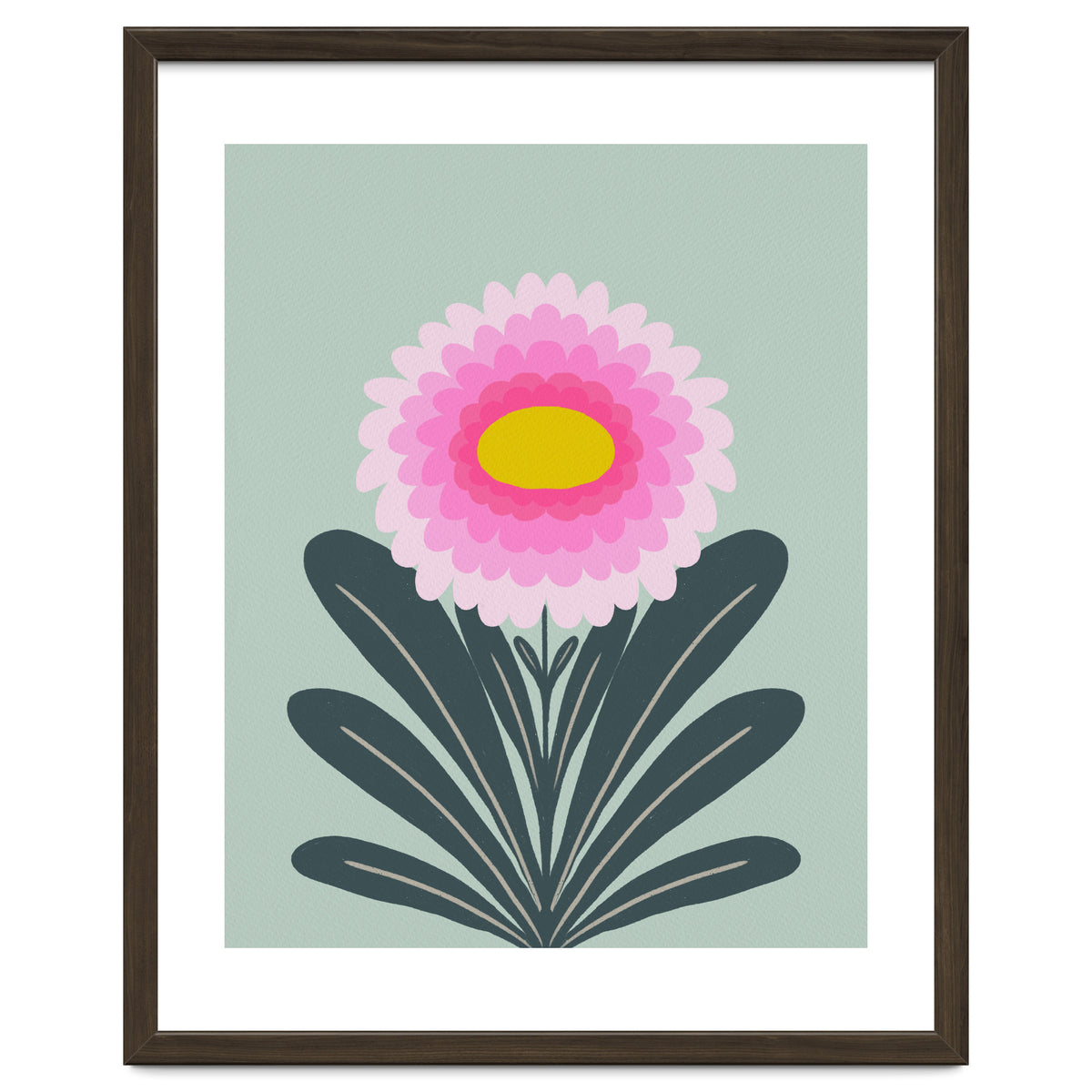 Chrysanthemum - turquoise and pink