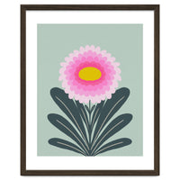 Chrysanthemum - turquoise and pink