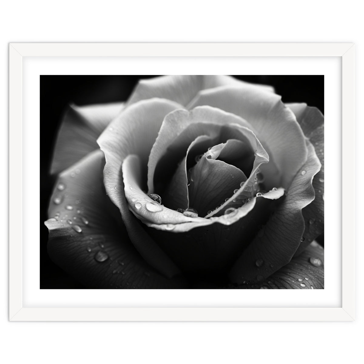 Ethereal Monochromatic Rose Petal Macro