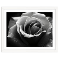 Ethereal Monochromatic Rose Petal Macro