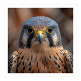 Close Up Kestrel Falcon Bird Portrait Majestic (Print Only) thumbnail