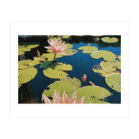 Lotus Pond | Landscape (Print Only)