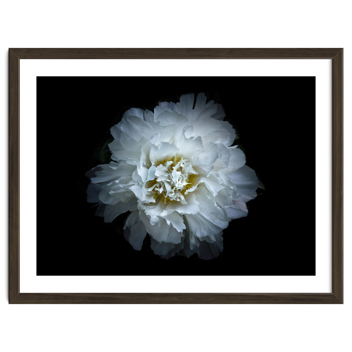 Backyard Flowers No 90 Color Version