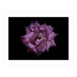 Backyard Flowers No 111 Color Version (Print Only) thumbnail