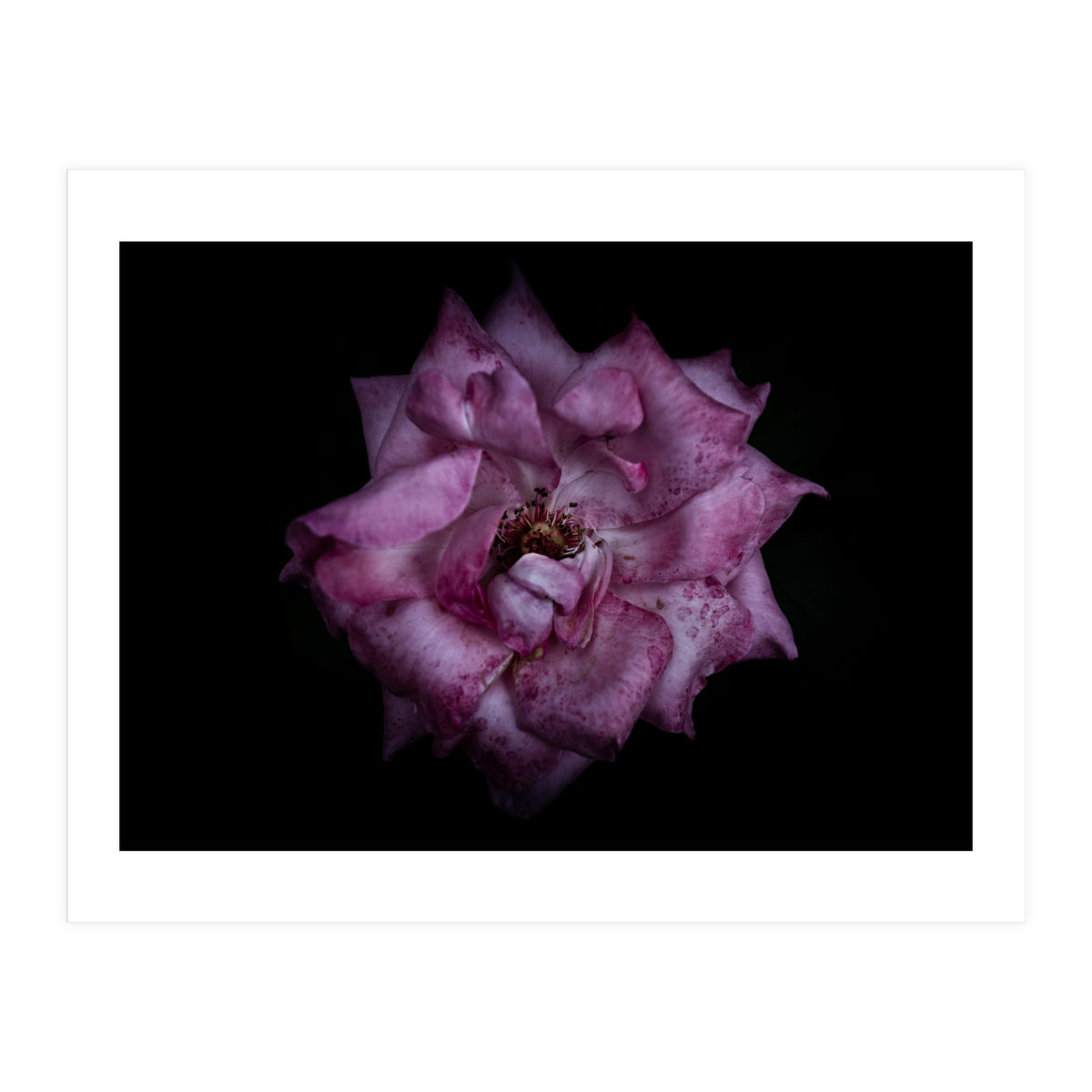 Backyard Flowers No 111 Color Version (Print Only)