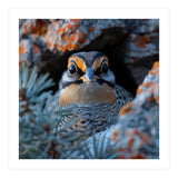 Close Up Falcon Eye Detail In Nest (Print Only) thumbnail