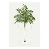 Oswald de Kerchove de Denterghem – Vintage Palm Tree Illustration (1878) (Print Only) thumbnail