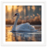 Majestic Swan Gliding On Water At Sunset thumbnail