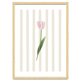Single Tulip thumbnail