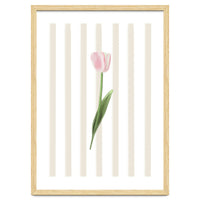 Single Tulip