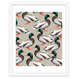 Mallards thumbnail