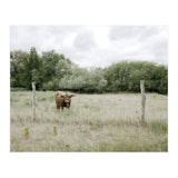Cow in the farm (Print Only) thumbnail